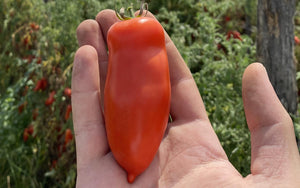 Tomato Peeled 🍅 原粒去皮番茄 【浸著濃厚番茄泥、 San Marzano DOP】- 400g
