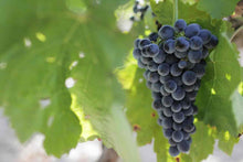 將圖片載入圖庫檢視器 Red Wine &quot;Nere&quot; |【西西里葡萄王子】紅酒 🤴🏽🍷 &quot;Nero d&#39;Avola&quot;
