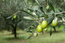 將圖片載入圖庫檢視器 Olive Verdi｜有機原粒青橄欖（有核）【新手適合】- 290g

